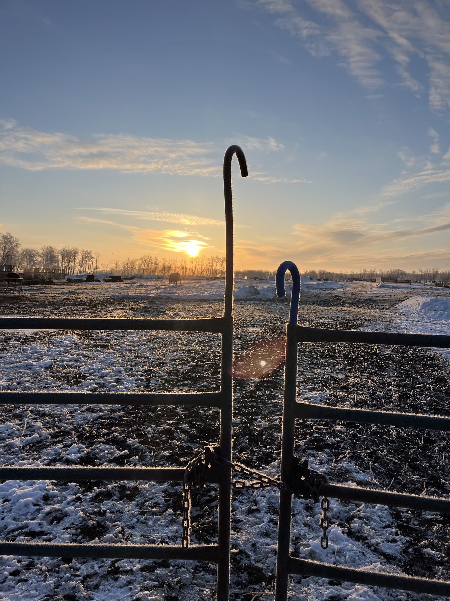 a morning at the cows